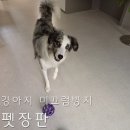 퍼펙트빌트인 | 펫매트 펫러그 대신 퍼펙트플로링 펫장판 시공 내돈내산 장단점 후기