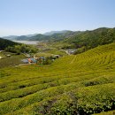 보성차밭전망대