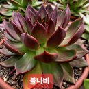 불나비 - 광양시 사동로 66-1 | 불나비