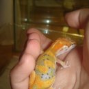 수퍼캐롯 이미지