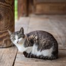 차꽃오미 이미지