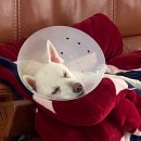 GS25 광주병원점 | 광주 아나푸게 안과동물병원 강아지백내장 수술 후기 - (당뇨견백내장, 광주당뇨견수술)