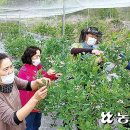 [귀농·귀촌 핫플 ] 귀농 선배가 농사비결 직접 전수…끈끈한 유대관계 정착 버팀목 이미지