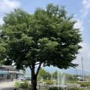 분수2리 | 청주 근교 카페 추천 추학리 361 고양이, 샤스타데이지, 작약, 분수가 있는 곳 + 북이면 숨은 작약밭