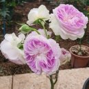 장미하우스 이미지