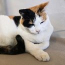 다희농원 이미지