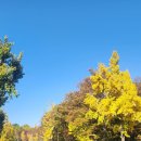 순환로 405번길 은행중앞 도로 | 서울 용산구 소월로 은행나무 길-남산예술원 웨딩홀에서 그랜드 하얏트, 남산도서관, 숭례문까지