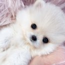 내품안의반려견광명점 이미지