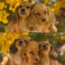 챔피언켄넬 | 크림♥마음 자견 장모닥스훈트는 당연지사 남양주켄넬입니다!