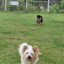 왕짱애견유치원 | 남양주애견카페 추천 애견카페왕 애견유치원 리얼 방문 후기