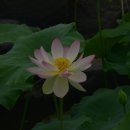 라온제나 이미지