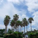 중문대포주상절리대 이미지