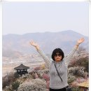 2023년3월15일 전라남도 광양시 매화축제 ( 1 ) 이미지