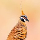 Spinifex Pigeon 이미지