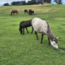 제주특별자치도 축산생명연구원 이미지