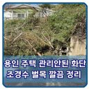 용인 주택 관리안된 화단 조경수 벌목 깔끔 정리