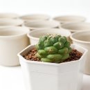 한덕농장 | 다육이 판매장 추천, 요즘 SNS에서 뜨는 명소라더니 정말이네