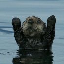 국일불갈비 이미지