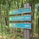 편백나무숲민박 | [부산기장여행] 아홉산숲 | 대나무와 편백나무가 끝없이 펼쳐진 숲, 주차와 솔직후기