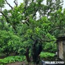 광령귤나무 이미지