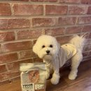 뷰티 앤 독 이미지