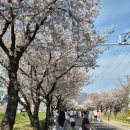 소풍길 | 왜관 분홍 소풍길 벚꽃 후기 – 한적해서 더 좋았던 숨은 명소