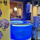 통영고등어회