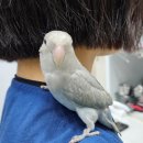 군포굿닥터동물병원 | [공지] [군포굿닥터동물병원] 모란앵무 무료분양안내