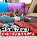 여운당 | 고양이가 집사를 무는 이유? 8개월 고양이 깨무는 버릇 줄인 방법