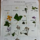 선호네