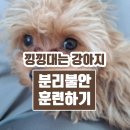 개복당애견카페 | 강아지가 분리불안으로 낑낑대길래 여러 가지 훈련 직접 해본 후기!