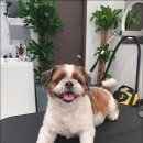 PETIQUE 이미지