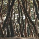 배동삼릉 이미지