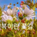 꽃길 - 이천시 사실로 1007 | 꽃길