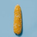 고양이랑 이미지