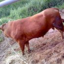 동양목장 이미지