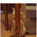 개와 고양이 이미지
