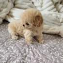 멍멍이냥 강아지분양 이미지