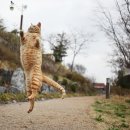 행복한 고양이 이미지