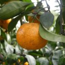 해영농장 이미지