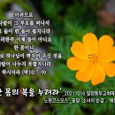 PICTURE&TEXT_20211017_마가복음 10장 7-9절_'한 몸의 복을 누려라'_'노랑코스모스'_꽃말 '소녀의 순결' 이미지