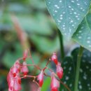 베고니아 이미지