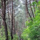 대티골계곡 이미지