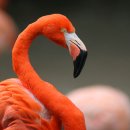 플라밍고 이미지