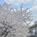 반포천 | 서울 반포천 벚꽃 아직 남아있을까? 지금이 오히려 예쁜 벚꽃엔딩 산책코스/사진스팟, 동선, 주차정보...