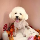 꾸니베어 이미지