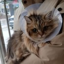 하은동물병원 이미지