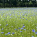 예산(당진) 이미지