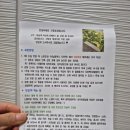 으뜸농장 | 농라) 으뜸농장 꽃상추 로메로인