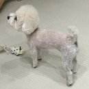 살롱드멍뭉 이미지